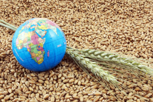 Правительство Мишустина готово к потрясениям на глобальном рынке зерна