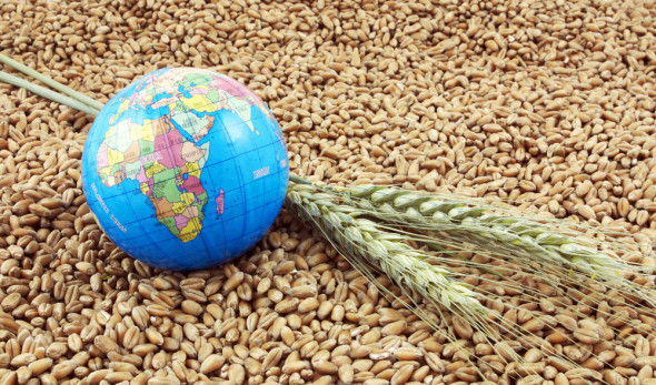 Правительство Мишустина готово к потрясениям на глобальном рынке зерна