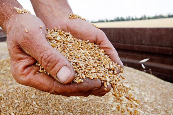 Россию обрекают на фатальную зависимость: подноготная «зерновой сделки»