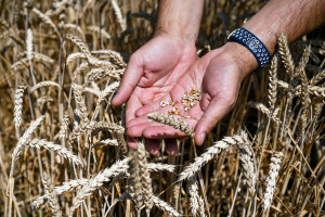 «В Турции у России друзей нет»: почему зерновую сделку нужно остановить?